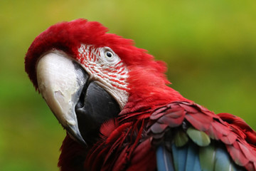 Macaw