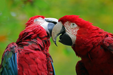 Macaw