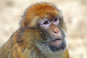 Berber monkey