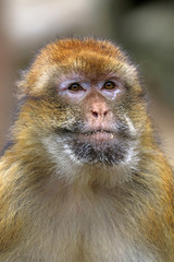 Berber monkey