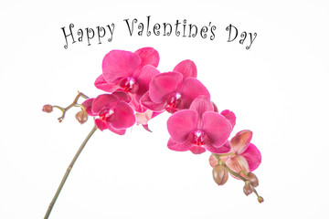 St.Valentines postcard with purple orchid