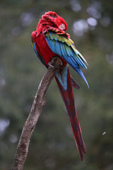 Macaw
