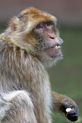 Berber monkey