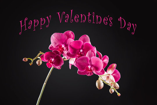 St.Valentines postcard with purple orchid