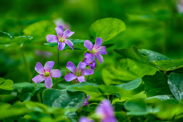 Three-leaf clover