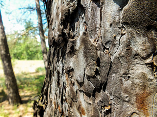 The bark of a pine close up
