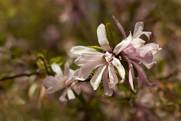 flowering magnolia in the garden