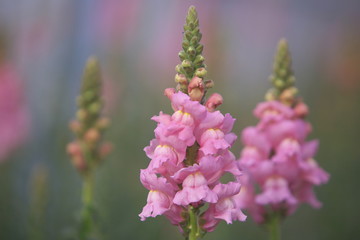 ピンクのキンギョソウ