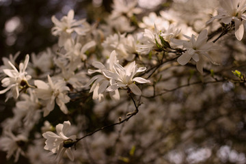 flowering magnolia in the garden