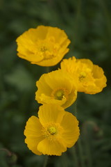 Obraz premium 黄色いポピー