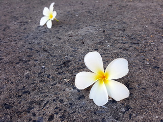 White flower on ground .