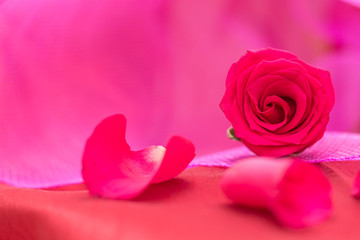 Closeup of red rose and petals, on pink background and copy-space.
