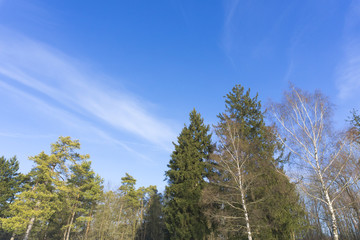 Bäume vor blauem Himmel 