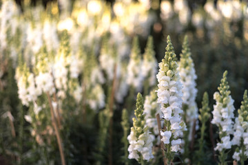 White flowers in the garden with sunlight in the morning