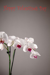Exotic Phalaenopsis orchid her beautiful flowers