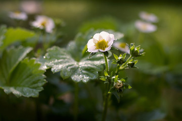 flowering seedlings of strawberries in the garden