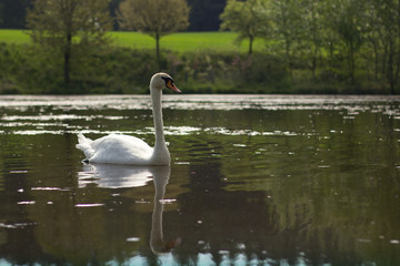 White swan is swimming on the lake.