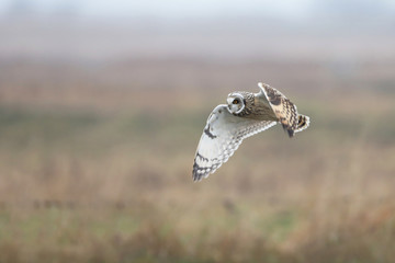 Short Eared Owl in flight hunting.