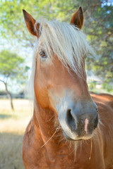 Portrait of a beautiful blonde horse.