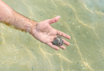 Seashell on the man hand on sea background.