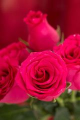 Closeup of wet red roses bouquet, with red fabric blurred background.