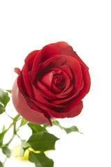 beautiful red rose flower