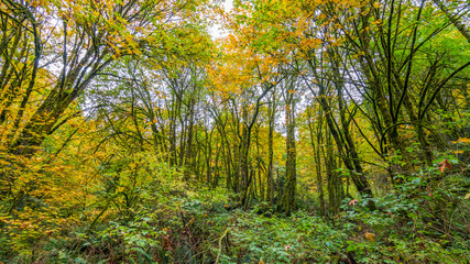 Tree trunks covered with moss in the autumn forest. The bright colors of autumn. Amazing fall.