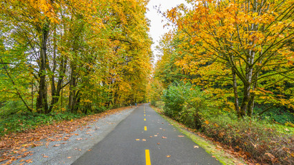 The path through the trees in the park in autumn. The road in the forest. Bright colors of fall.