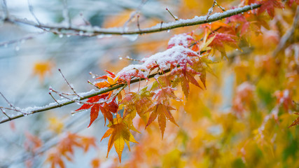 Maple tree in the garden. First snow on yellow leaves.