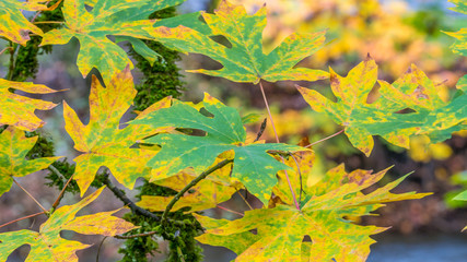 Naklejka na ściany i meble Yellow maple leaves. The bright colors of autumn.