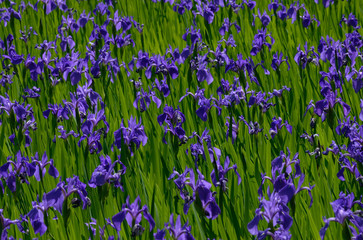 カキツバタ 大田の沢 京都
violet iris flowers at Ohota swamp, Kyoto Japan