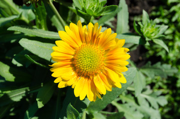 gaillardia flower. beautiful interesting flower decoration.