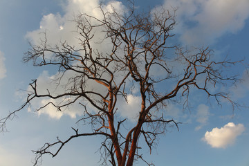 Tree Dalbergia cochinchinensis die in the sky