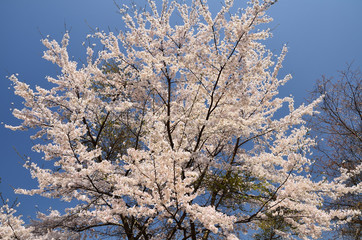 Cherry blossom, Japanese spring
桜満開　日本