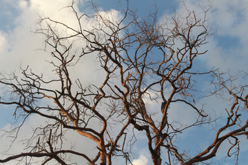 Tree Dalbergia cochinchinensis die in the sky