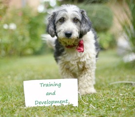 Fototapeta premium The cute black and white adopted dog and paper with text training and development