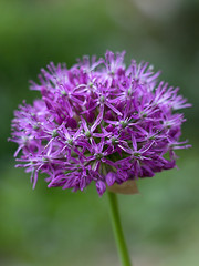 pink ornamental garlic in the garden