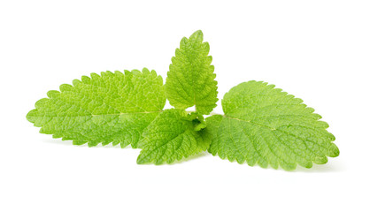 fresh melissa on white background