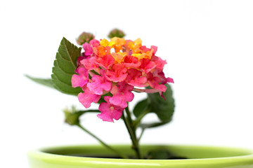 Lantana montevidensis on white background