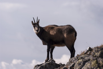 Tatra Chamois ( Rupicapra rupicapra tatrica )