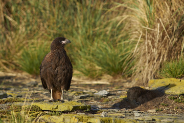 Striated Caracara (Phalcoboenus australis) standing on the cliffs on Bleaker Island in the Falkland Islands.