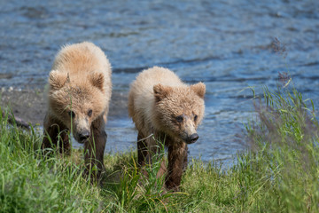 Obraz premium Two Alaskan brown bear cubs