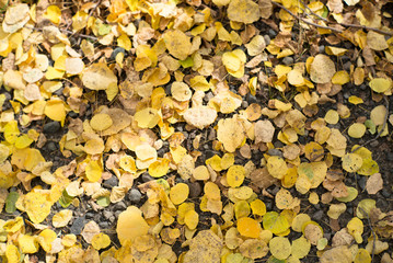 aspen autumn colorado