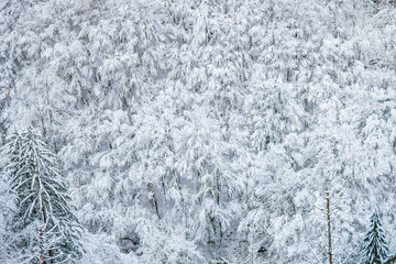 Winter forest background