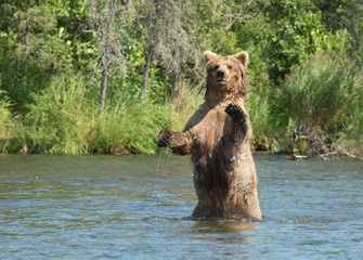 Large Alaskan brown bear sow in water