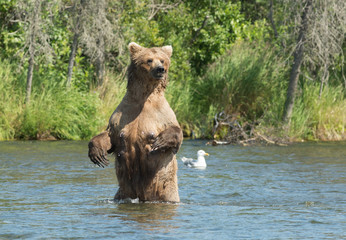 Large Alaskan brown bear sow in water