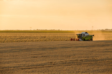Obraz premium Combine harvester in action on wheat field