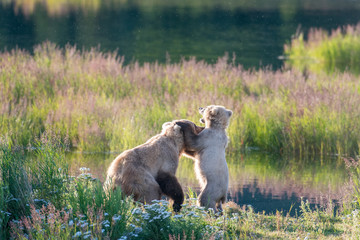 Fototapeta premium Brown bear sow and cub