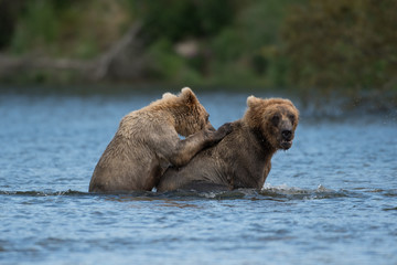 Obraz premium Two Alaskan brown bears playing