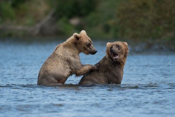 Fototapeta premium Two Alaskan brown bears playing
